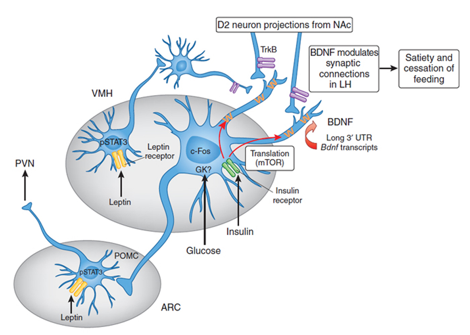 BDNF Brain-derived neurotrophic factor